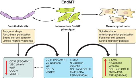 enrdmt|Endothelial to Mesenchymal Transition: Role in Physiology and in .